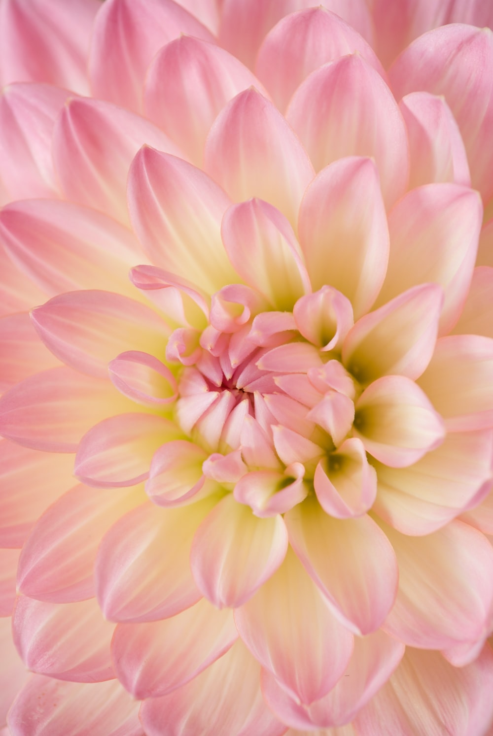 pink dahlia in bloom photo