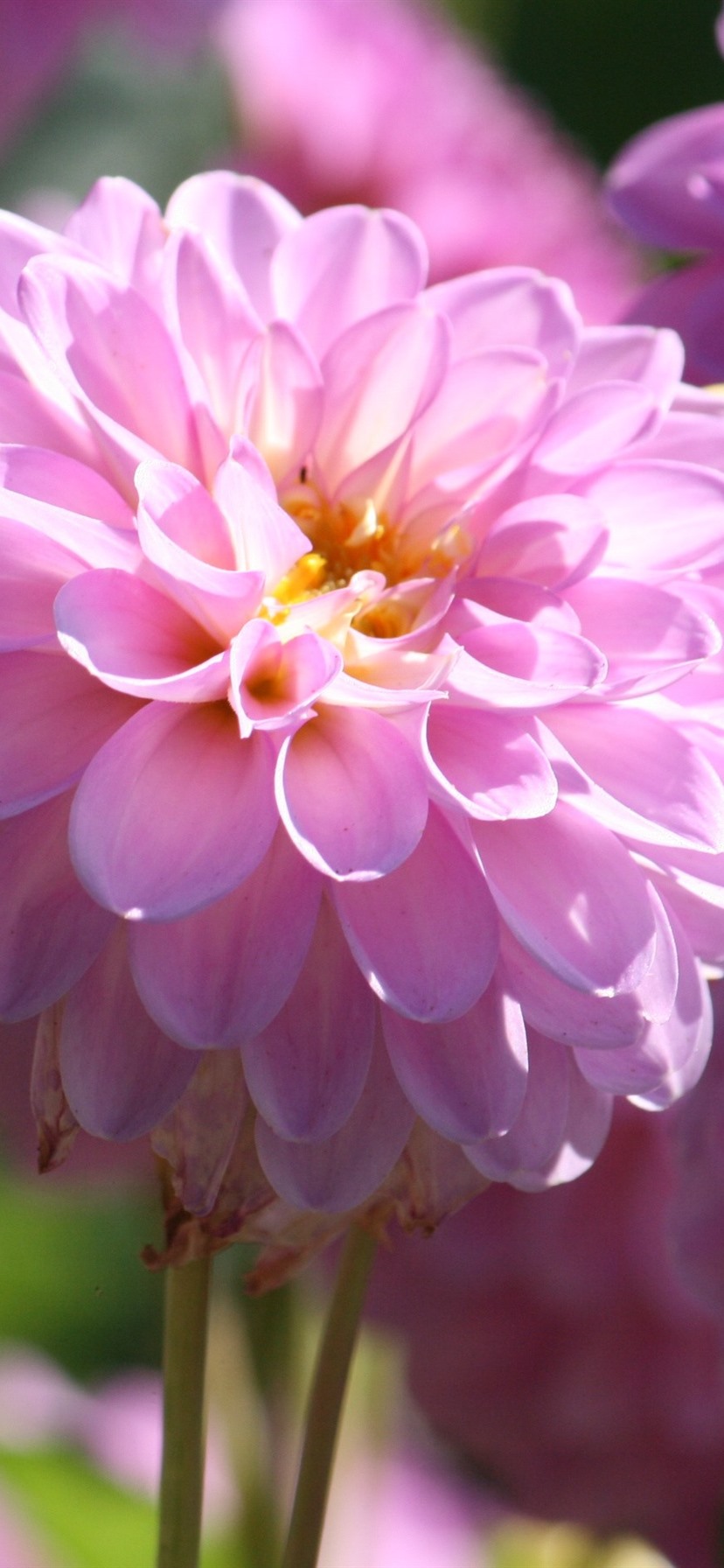 iPhone Wallpaper Pink Dahlia Bloom, Spring, Bright HD Wallpaper
