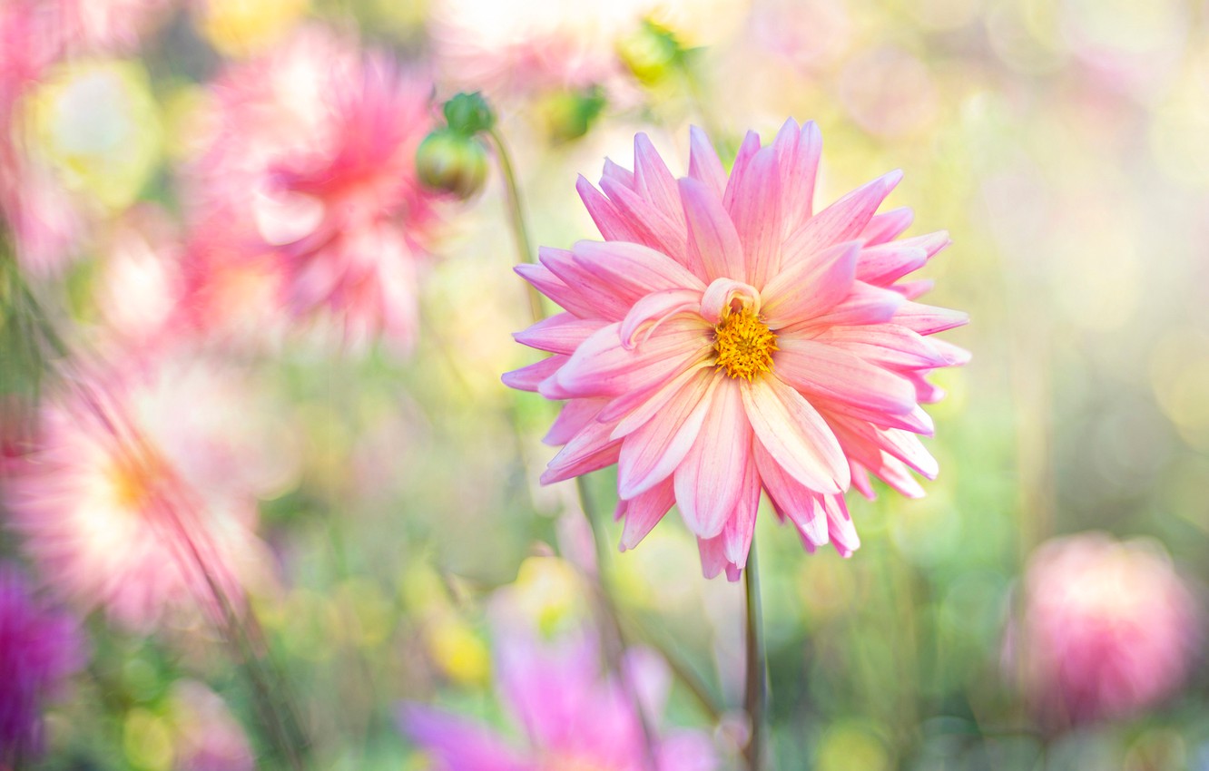 Wallpaper summer, flowers, blur, garden, pink, Dahlia, bokeh, dahlias image for desktop, section цветы