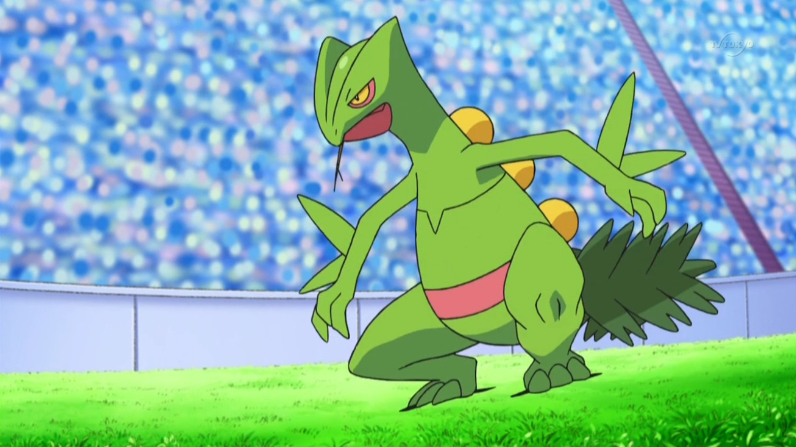 Ash's Sceptile. Pokémon