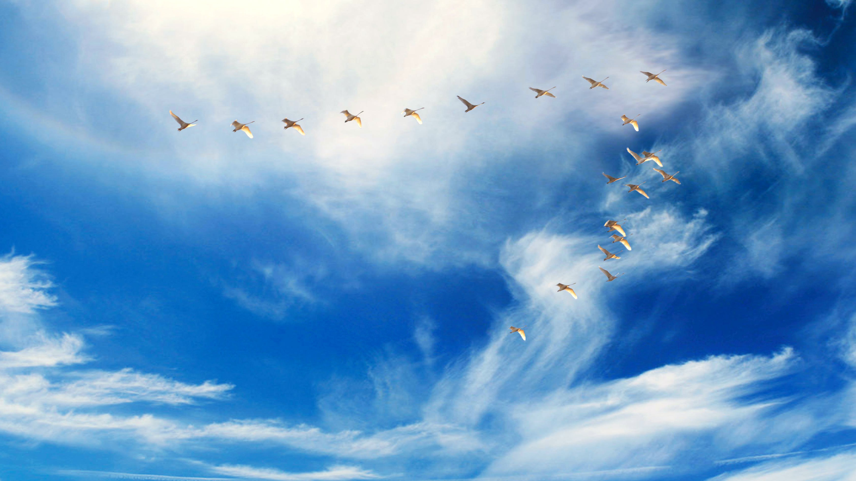 Birds Flying in Formation HD Wallpaper