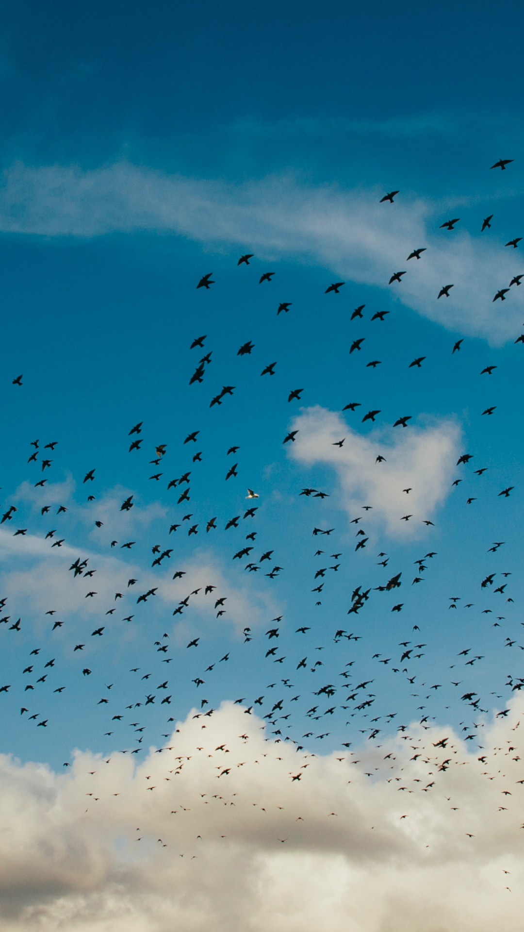 Bird, Sky iPhone Wallpaper