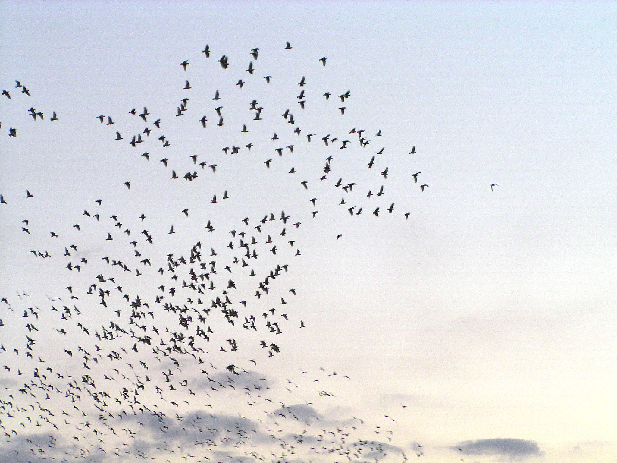 Flock of Birds sky bokeh wallpaperx1536
