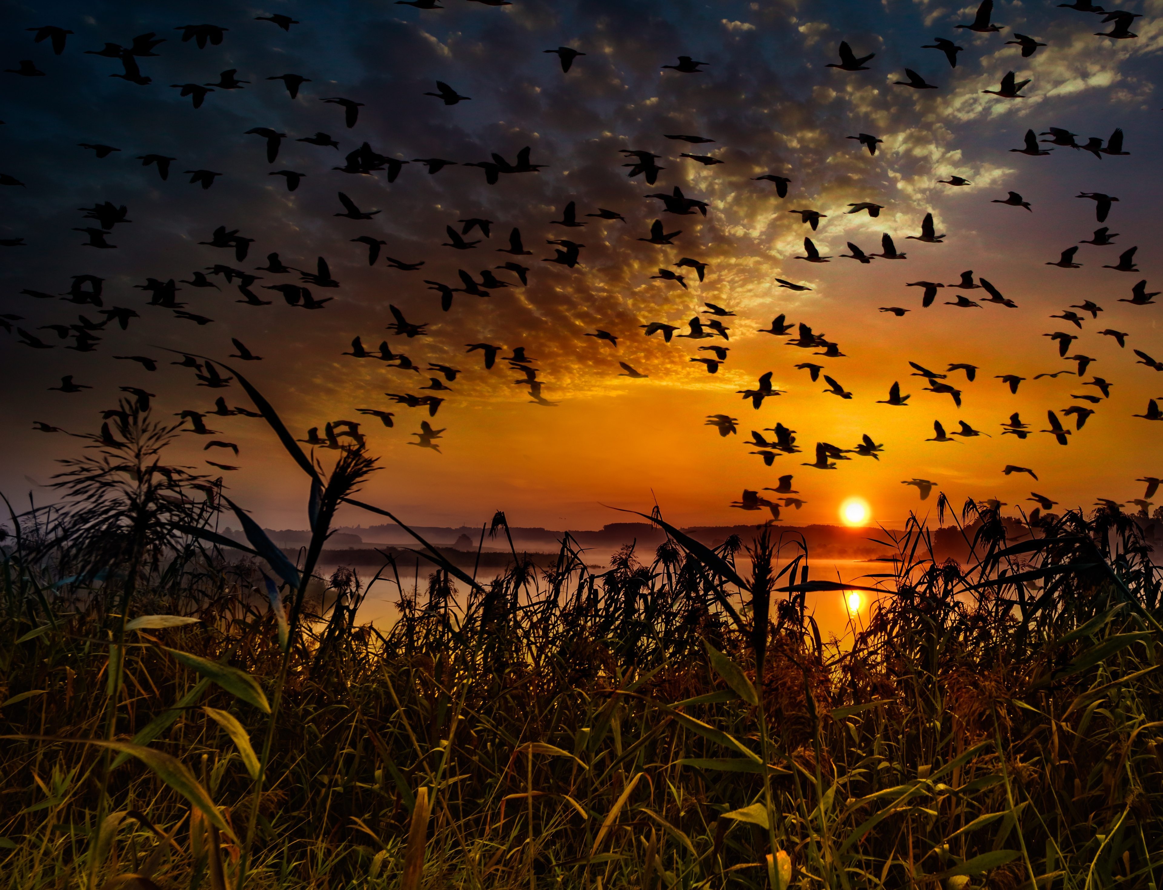 Beautiful Natural Birds Flying In Sky Wallpaper 4k