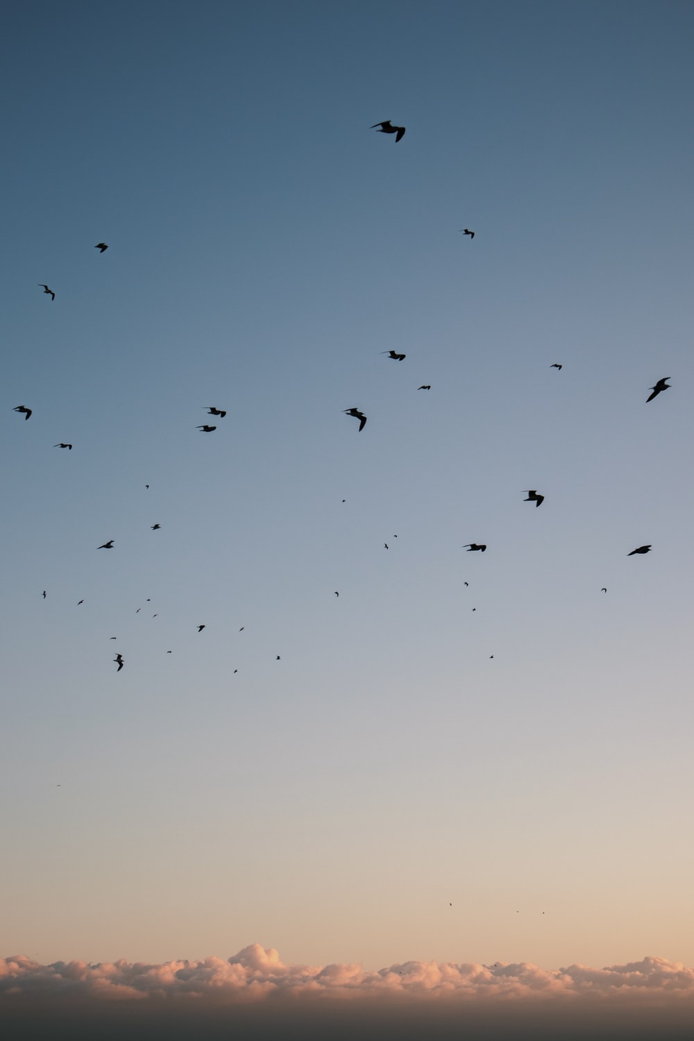 Birds In Sky Picture. Download Free Image