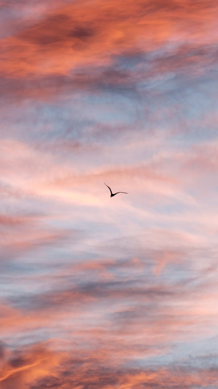 Sunset Sky, Clouds, Flight Bird 1080x1920 IPhone 8 7 6 6S Plus Wallpaper, Background, Picture, Image