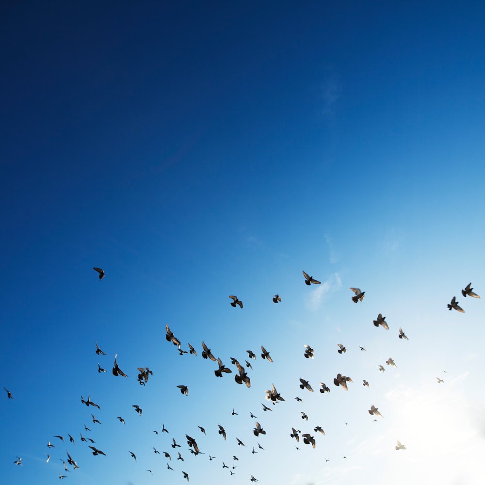 flock of bird flying in sky photo
