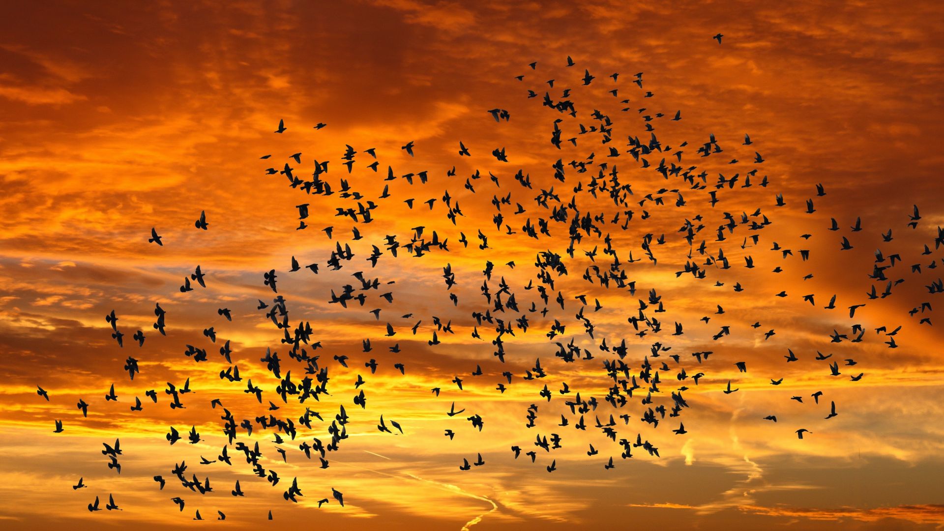 Sunset, birds, sky wallpaper, HD image, picture, background, 3431ac