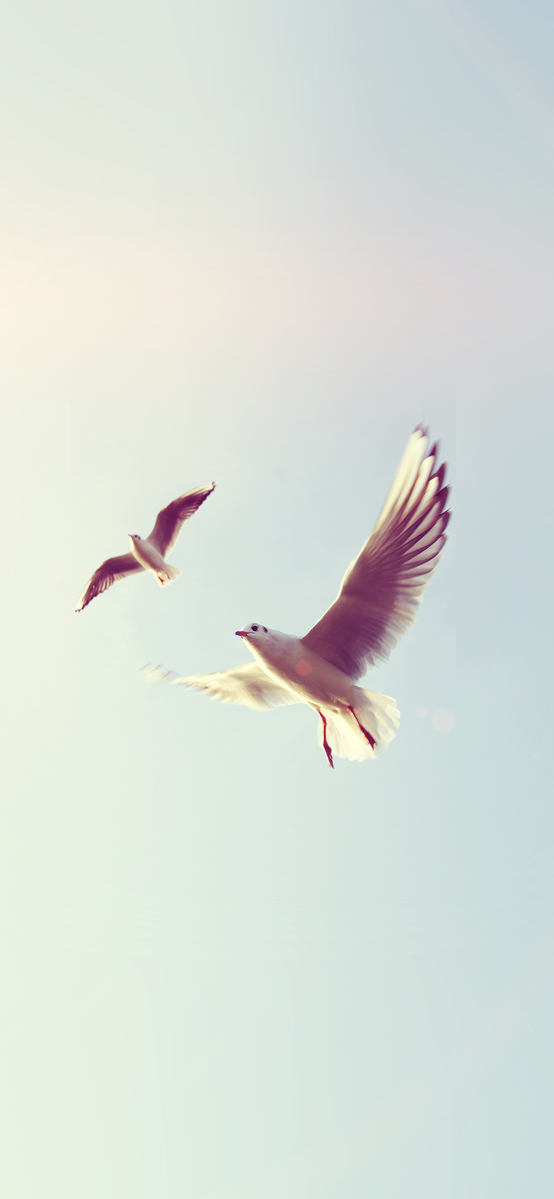 iPhone X wallpaper. pigeons bird fly sky animal nature minimal flare