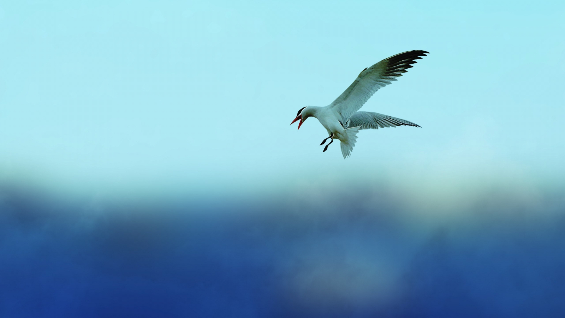 Free download Birds Flying In The Sky wallpaper [2560x1600] for your Desktop, Mobile & Tablet. Explore Flies Wallpaper. Flies Wallpaper