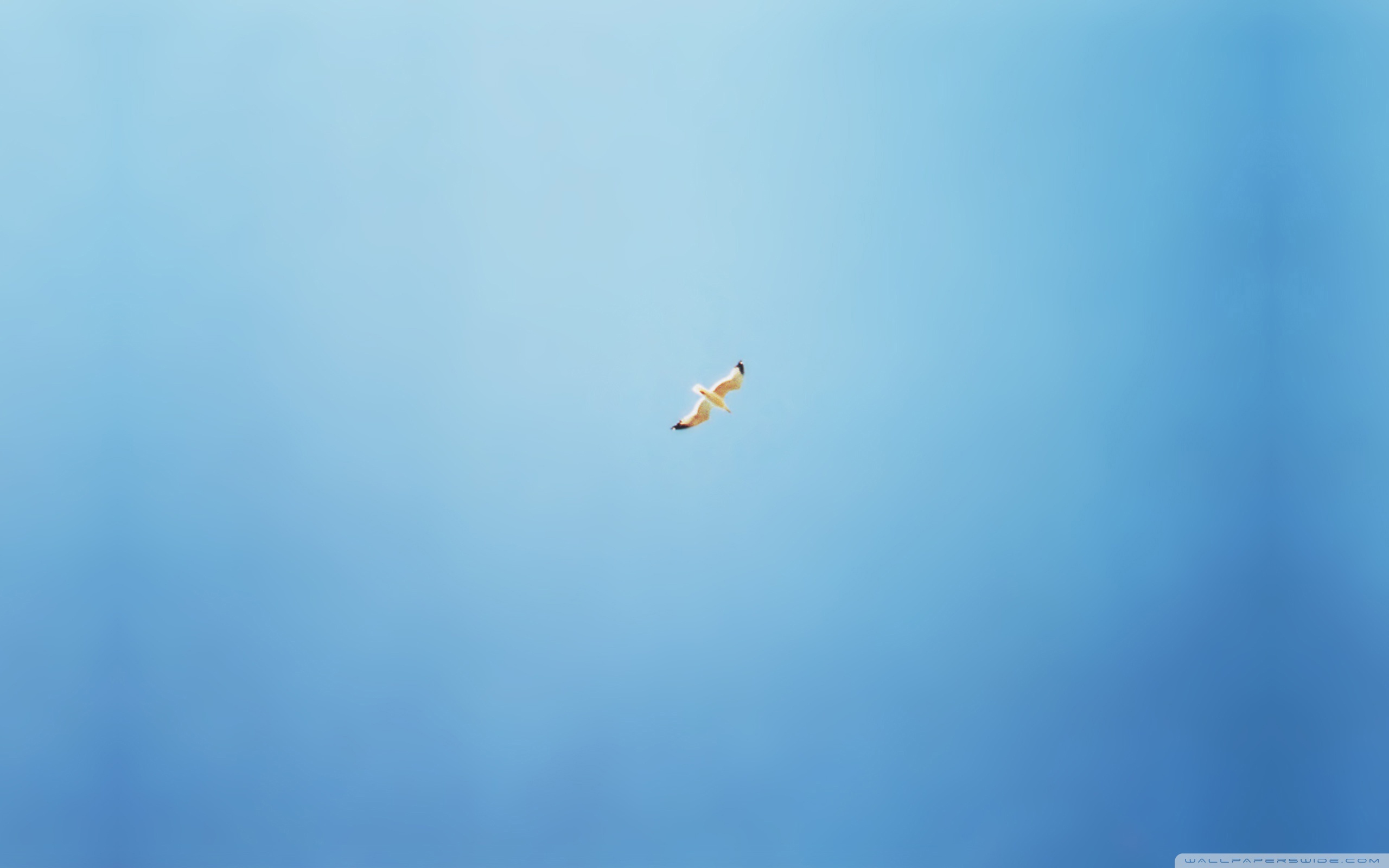 Bird Flying In The Sky Ultra HD Desktop Background Wallpaper for 4K UHD TV, Multi Display, Dual Monitor, Tablet