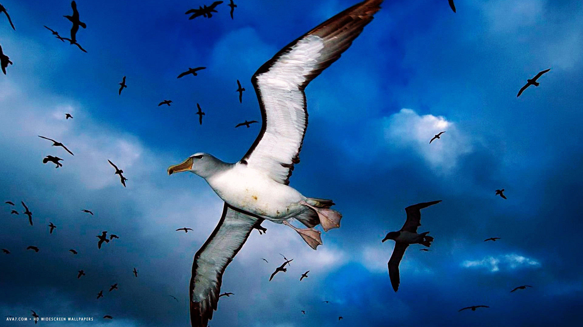 albatross salvins mollymawks flying sky bird HD widescreen wallpaper / birds background