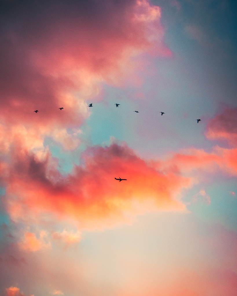 Birds, Clouds, Plane, Red, Sky, Wallpaper Free HD Wallpaper GoldPoster