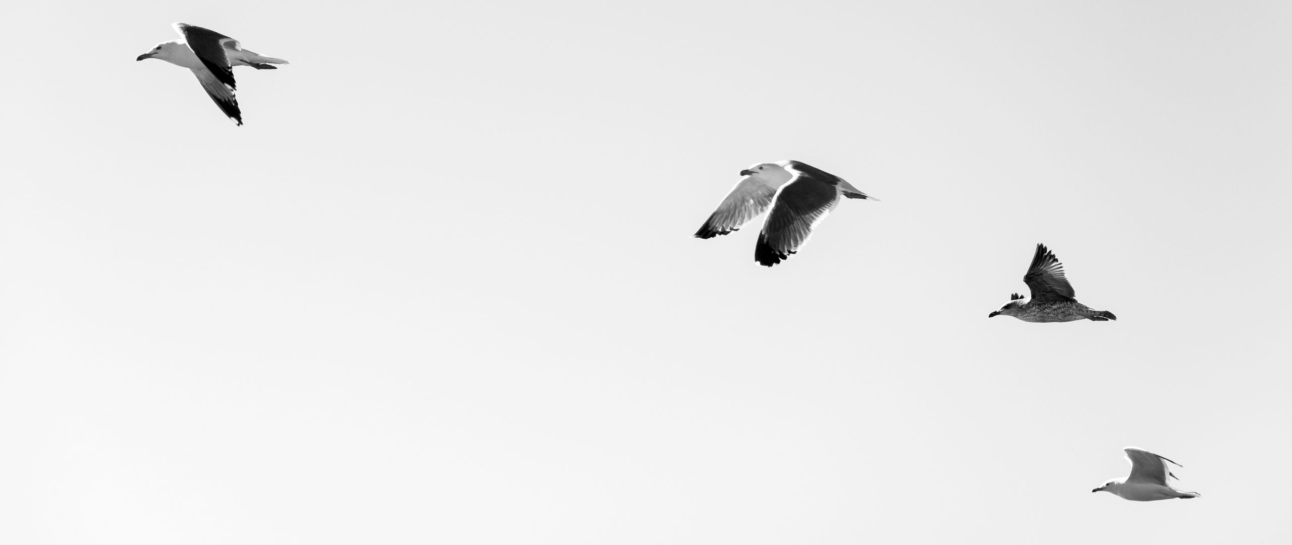 Download wallpaper 2560x1080 seagulls, birds, flying, sky dual wide 1080p HD background