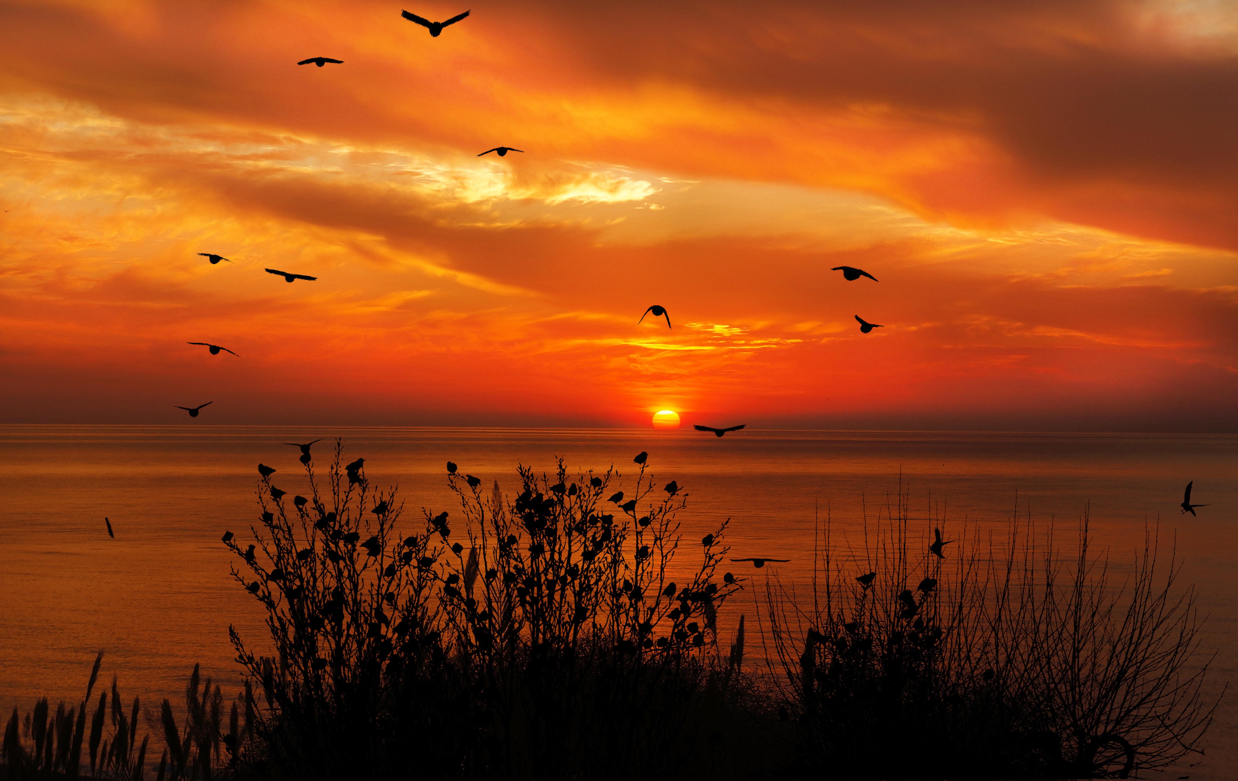 Ocean Sky Birds Flying Towards Sunset 4k, HD Nature, 4k Wallpaper, Image, Background, Photo and Picture