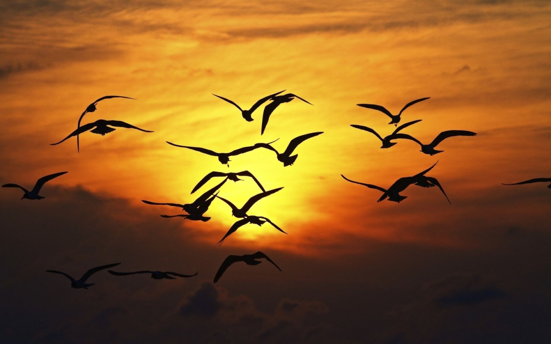 Nature Birds Sunset Wings Fly Sky Wallpaper Birds In The Sky