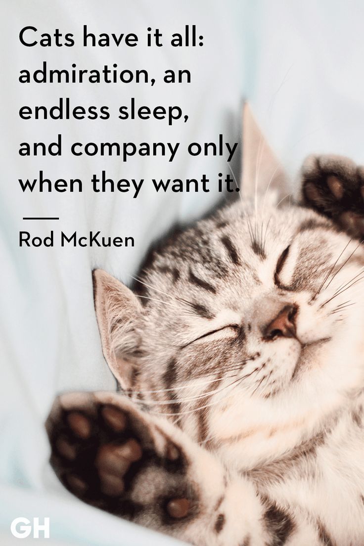 Catch 22: Cat Quotes Sum Up Cats Purr Fectly. Cute Cat Quotes, Cat Quotes Funny, Cat Quotes