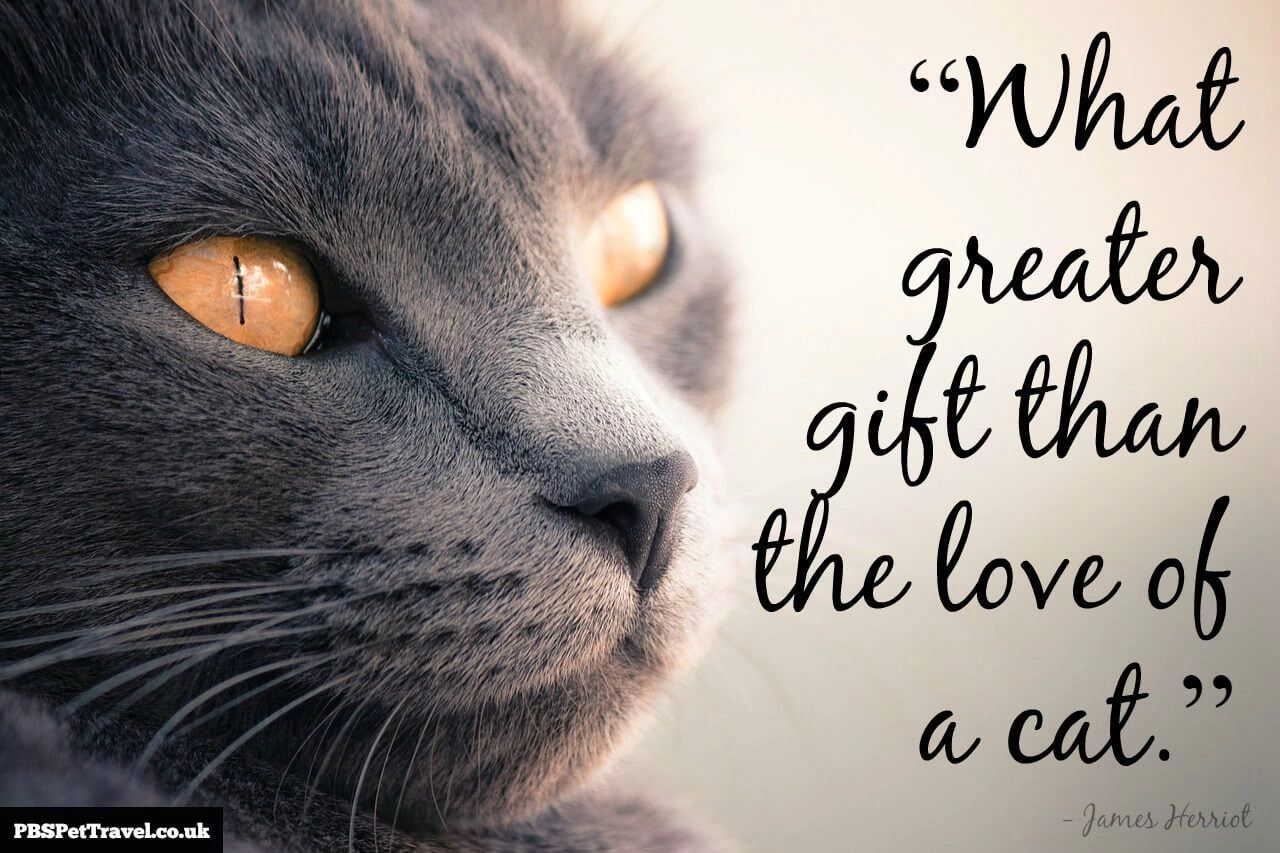 Five Steps to Being an Excellent Cat Caregiver