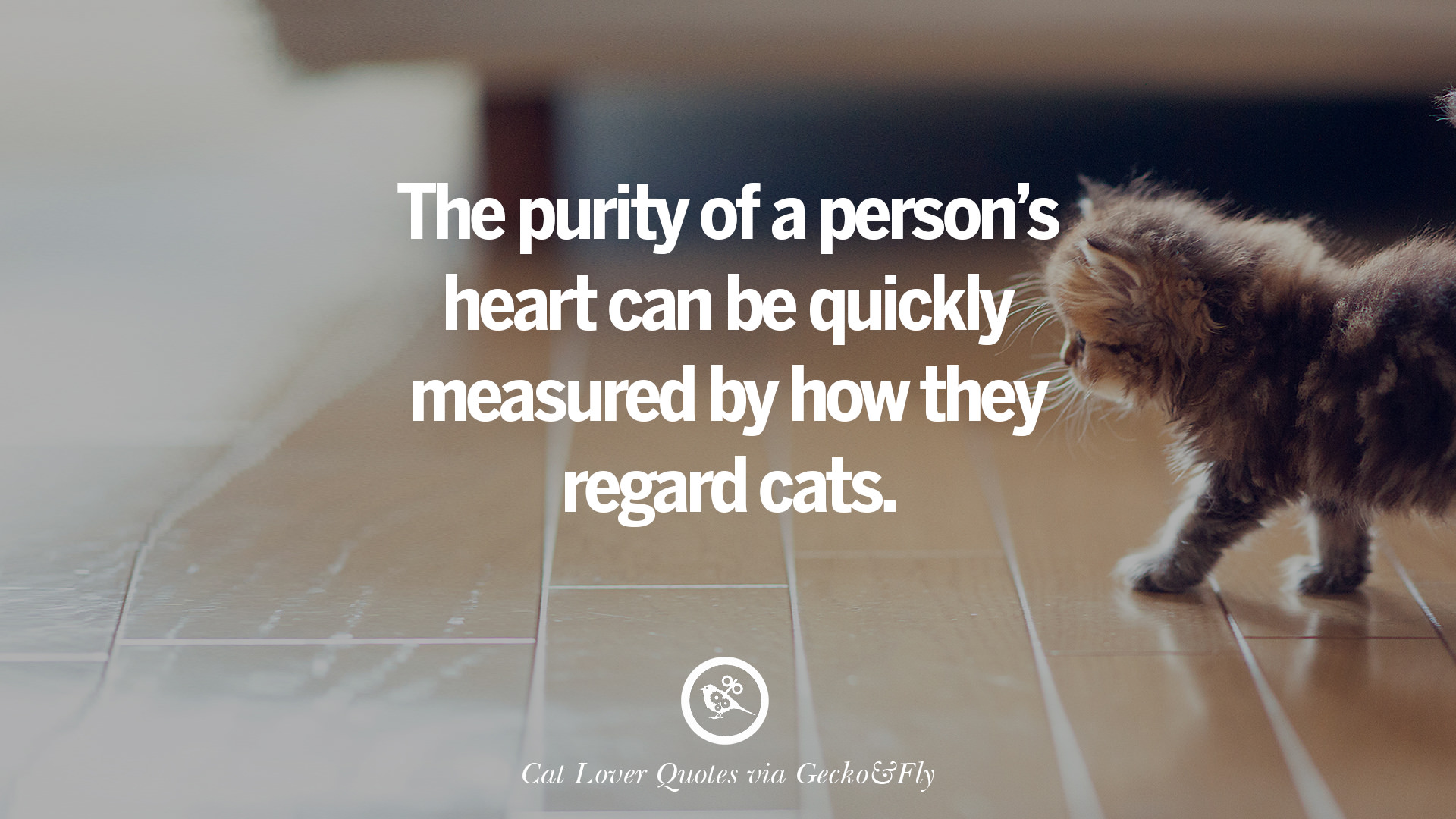 Cute Cat Image With Quotes For Crazy Cat Ladies, Gentlemen And Lovers