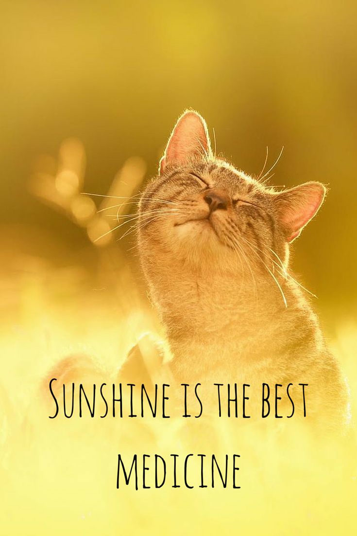 Famous Quotes. The Ultimate List of Wise Words. Cats, Cute animals, Animals