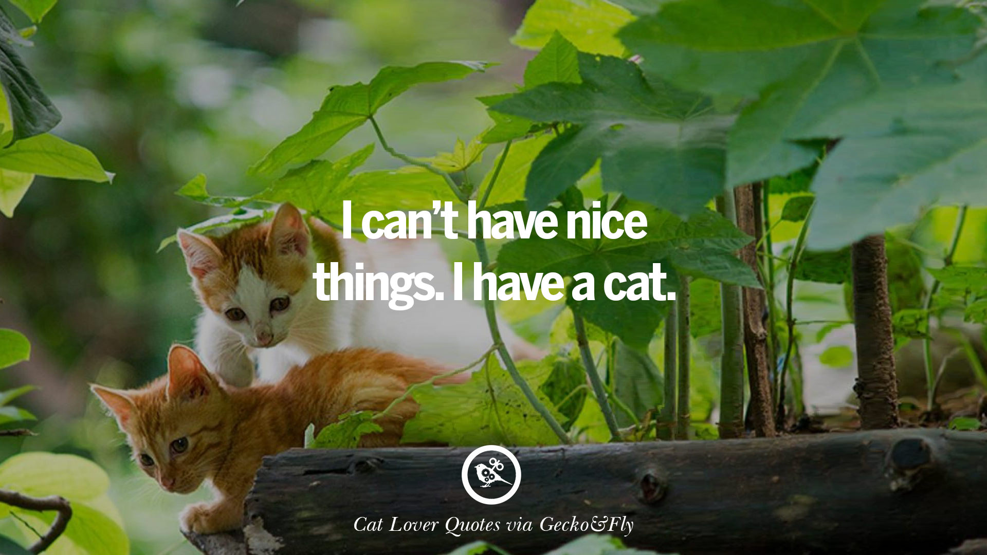 Cute Cat Image With Quotes For Crazy Cat Ladies, Gentlemen And Lovers