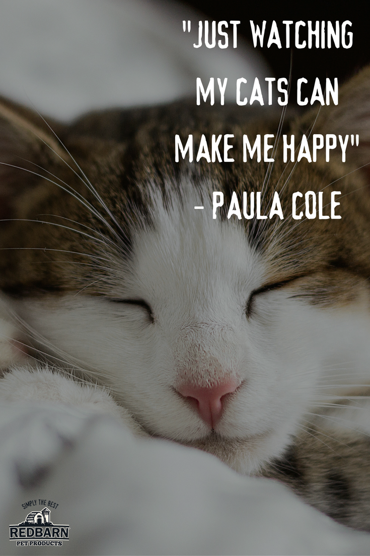 Cat Quotes Wallpapers - Wallpaper Cave