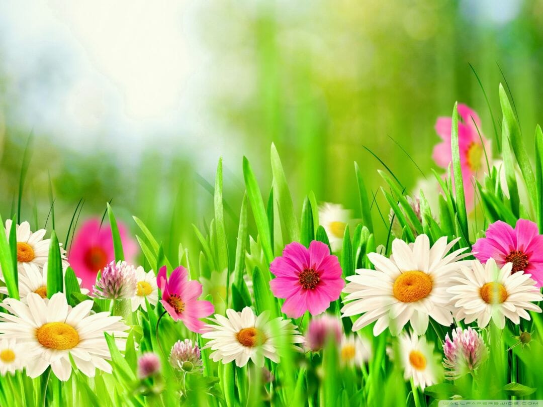 Easter spring, iPhone, Desktop HD Background / Wallpaper (1080p, 4k) HD Wallpaper (Desktop Background / Android / iPhone) (1080p, 4k) (1080x810)