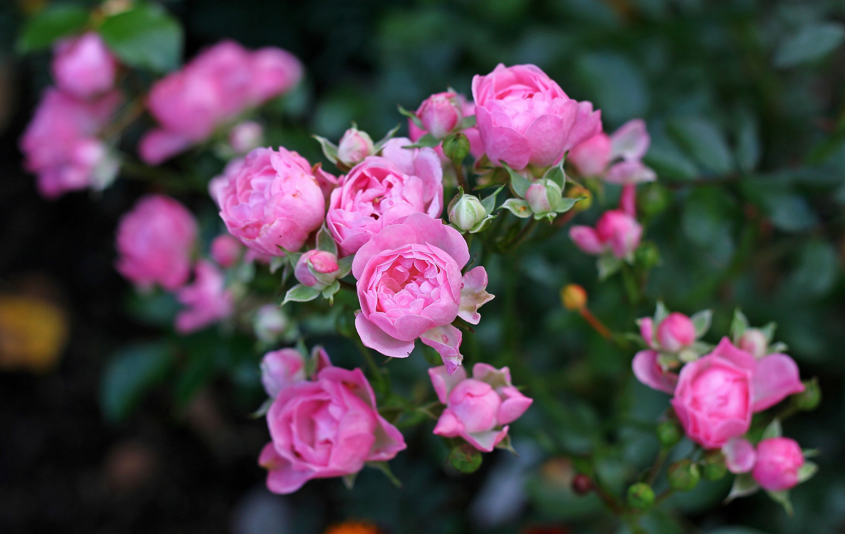 Роза полиантовая фото в саду