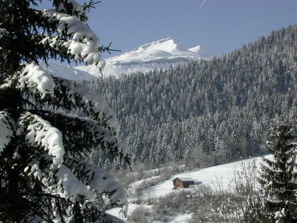 Winter in the Rockies Wallpaper