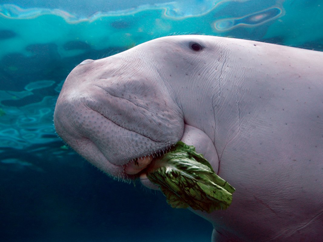 Dugong wallpaper, Animal, HQ Dugong pictureK Wallpaper 2019