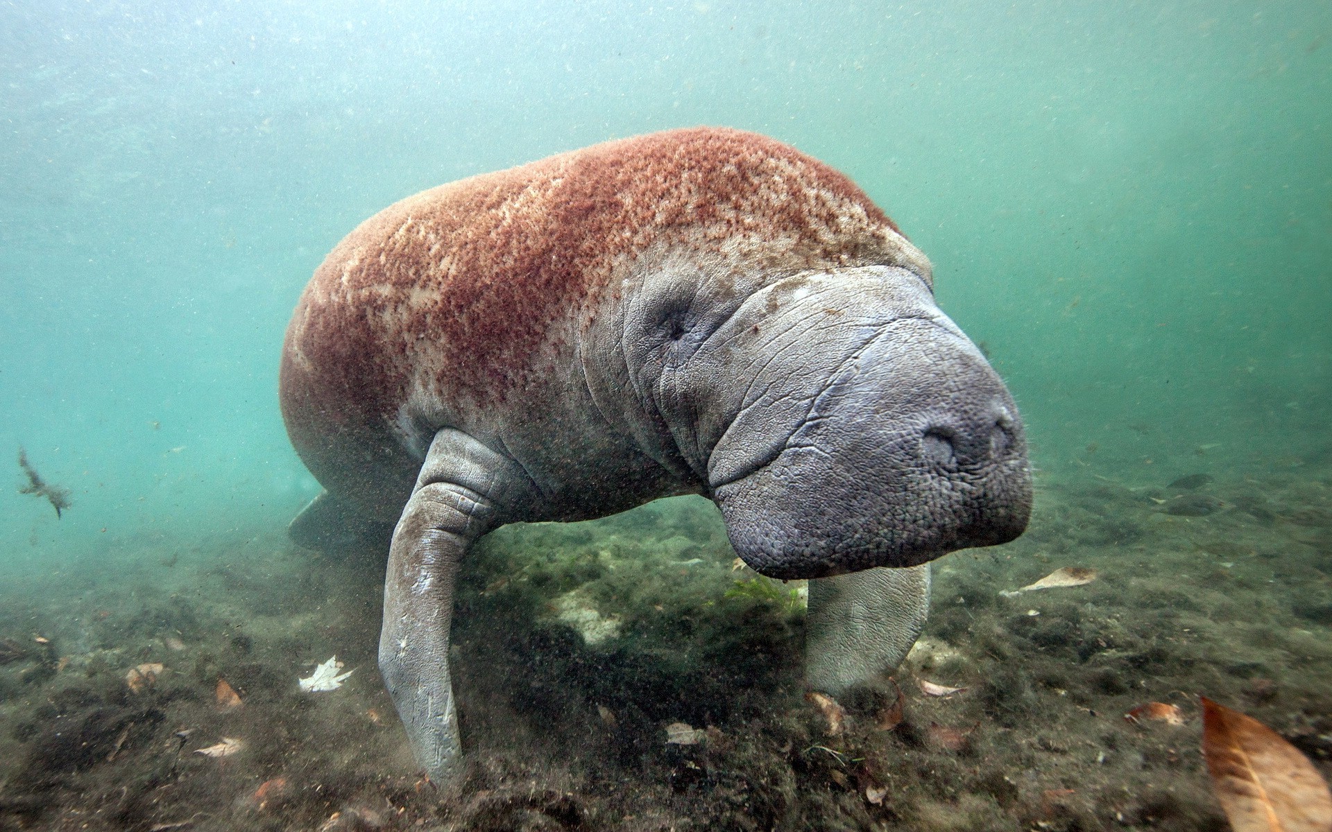 nature, Dugong Wallpaper HD / Desktop and Mobile Background