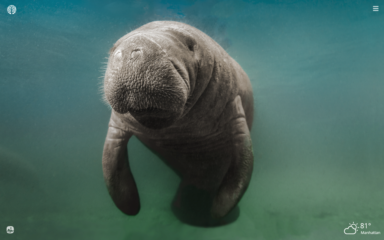 Dugong Manatee