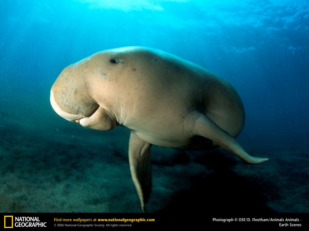 dugong. Dugong, Mammals, Ocean animals