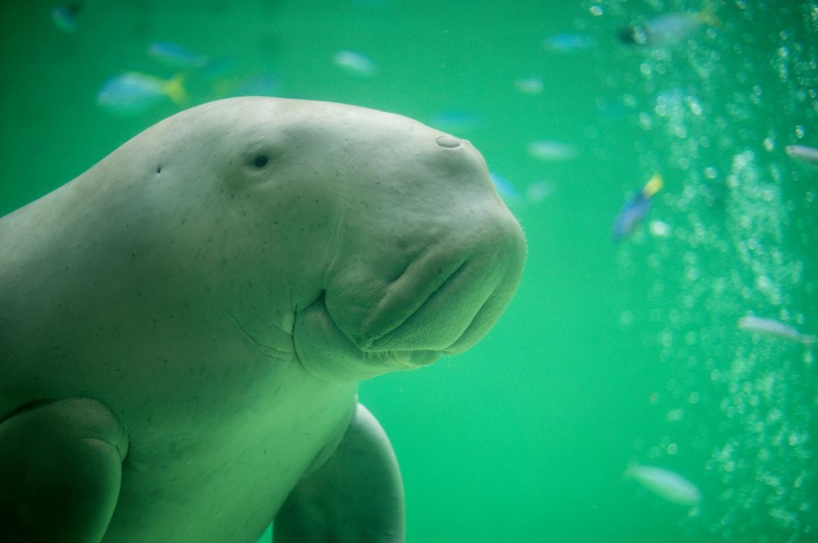 Dugong Australian Museum