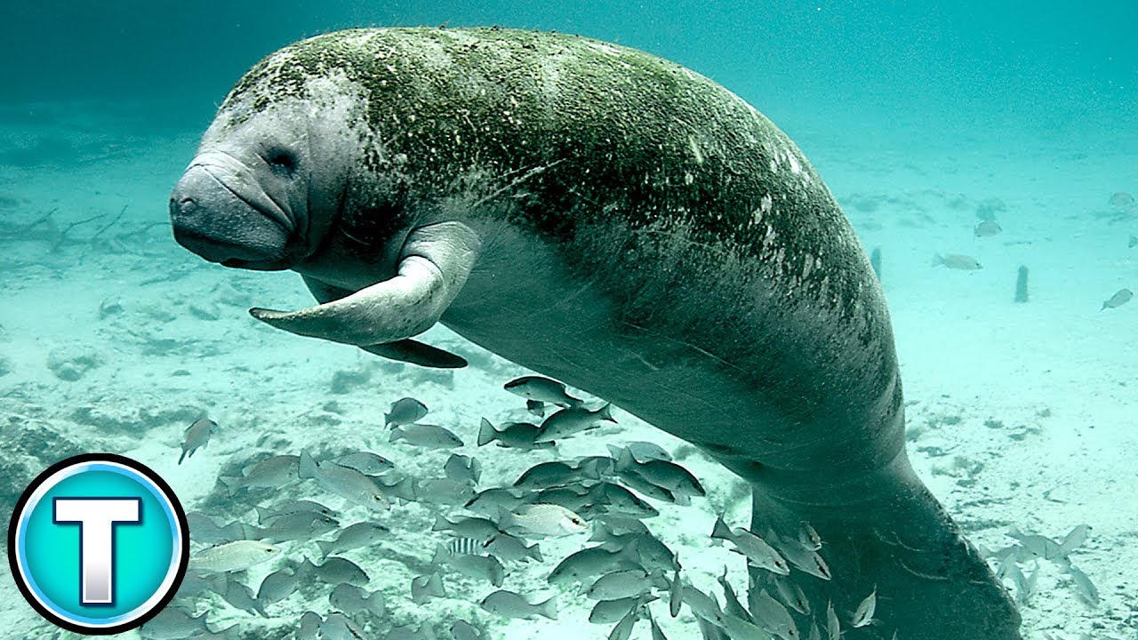 Dugong Wallpapers - Wallpaper Cave