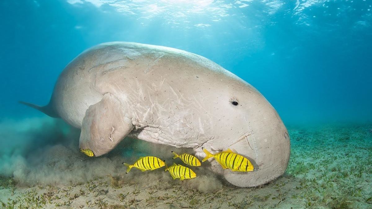 Dugong Wallpapers - Wallpaper Cave