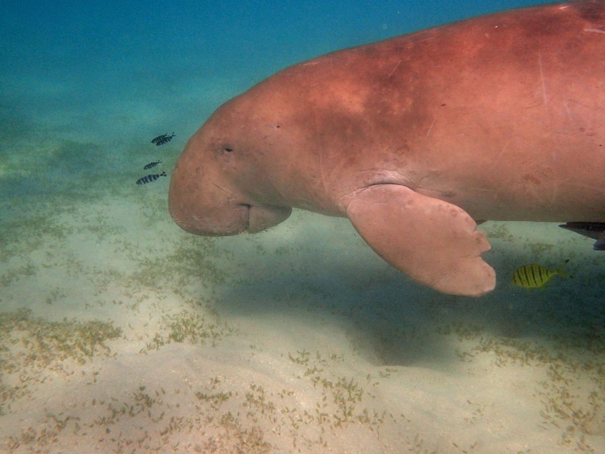 Dugong Wallpaper & Background Download