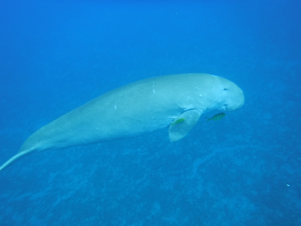 Photos of Dugong (Dugong dugon) · iNaturalist