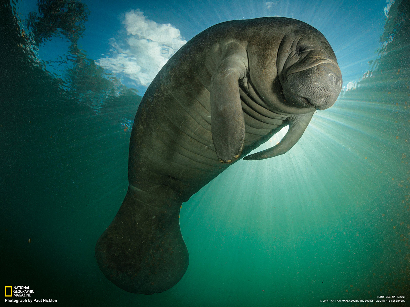 manatee wallpaper, manatee, marine mammal, sea cows, dugong, california sea lion, organism, seal, earless seal, underwater, walrus
