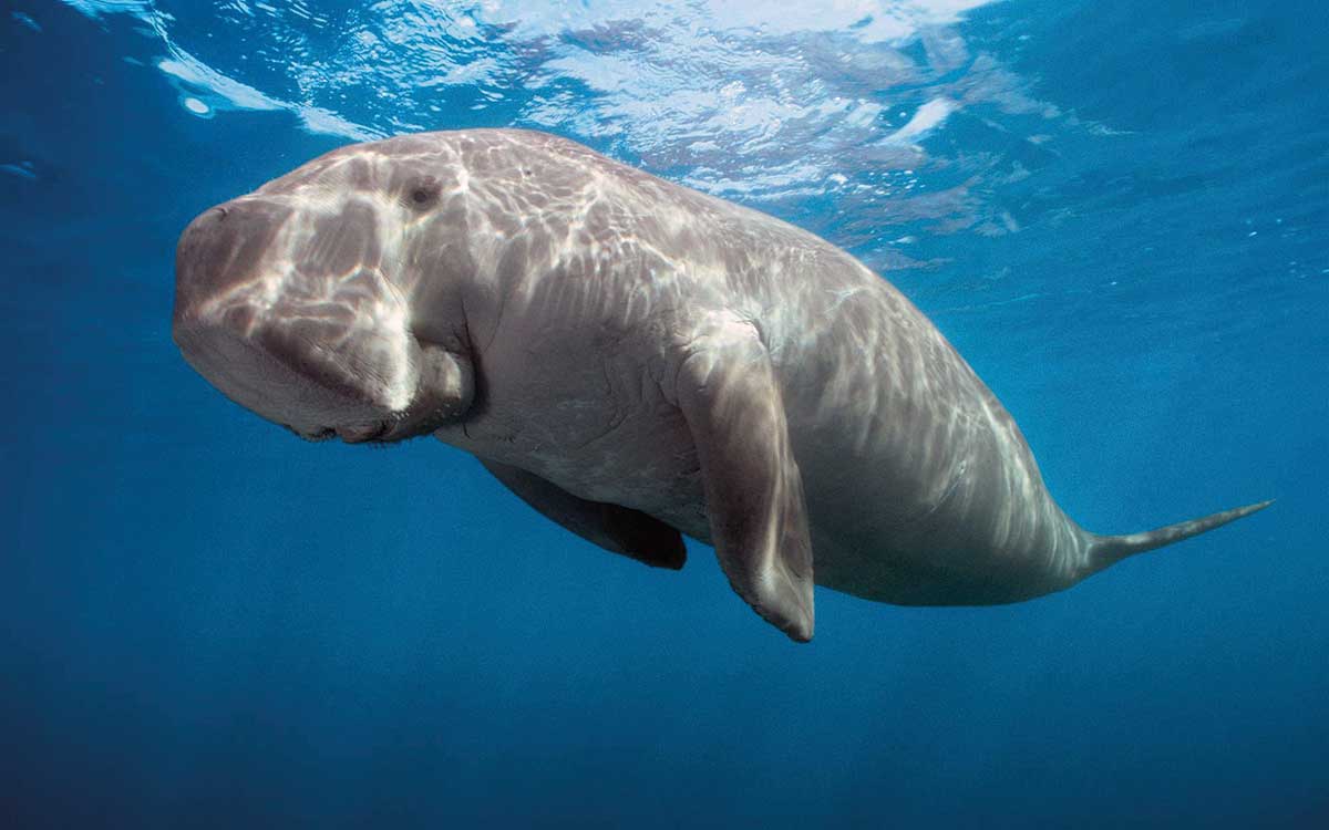 Okinawa Dugong