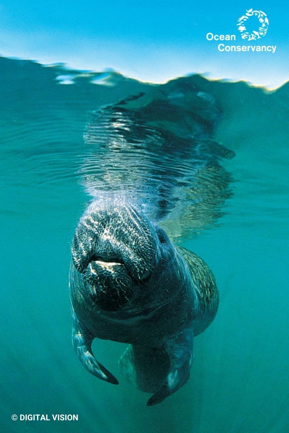 Free Manatee Wallpaper!. Ocean inspiration, Manatee, Calming background