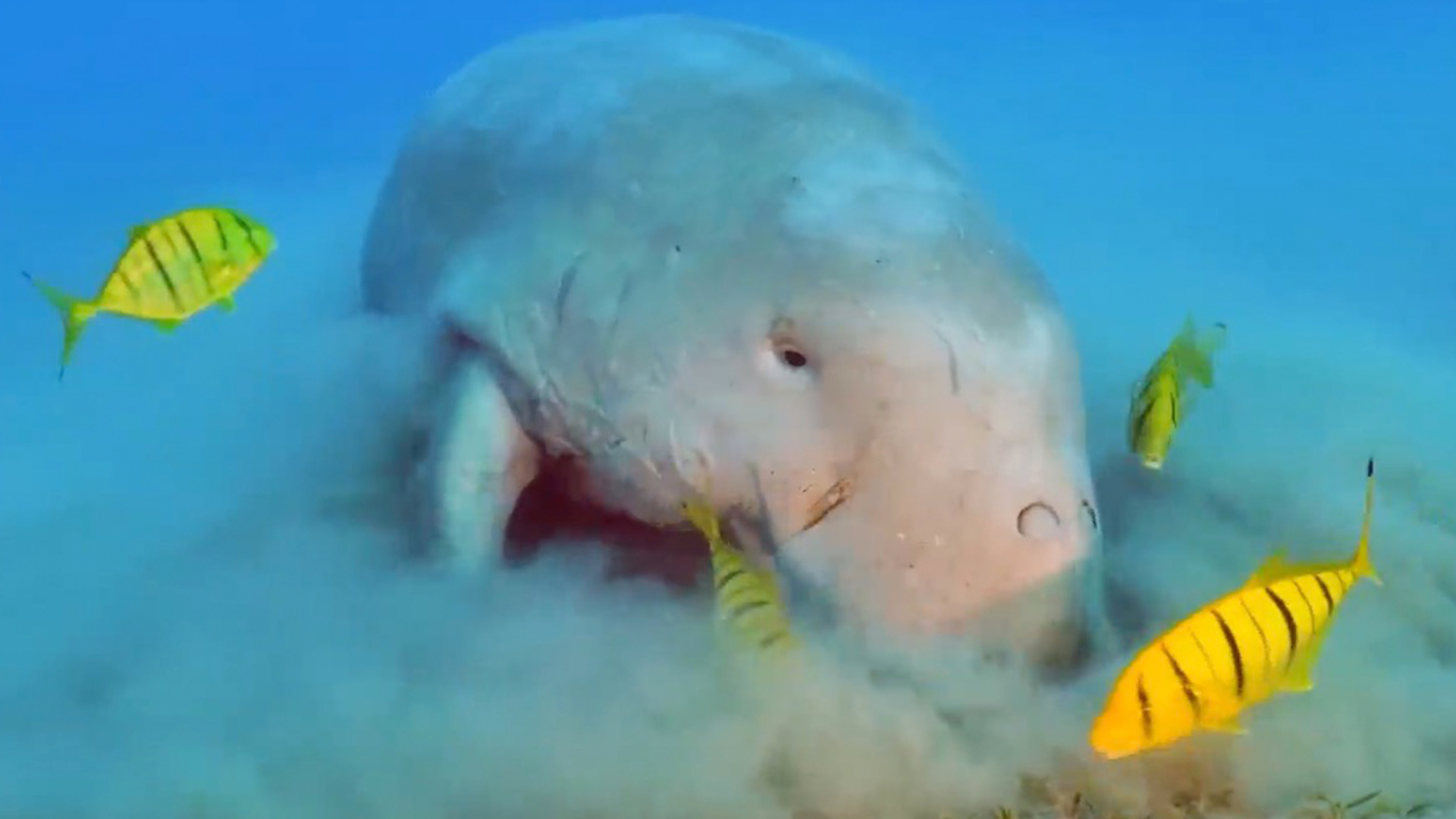 Photographer Captures Rare Sighting Of Dugong 'Cleaning' The Seafloor
