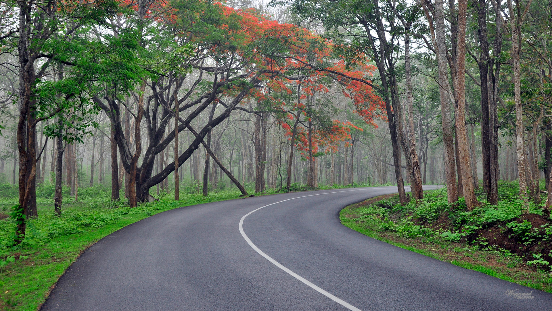 Kerala Dream Package Road Wallpaper & Background Download