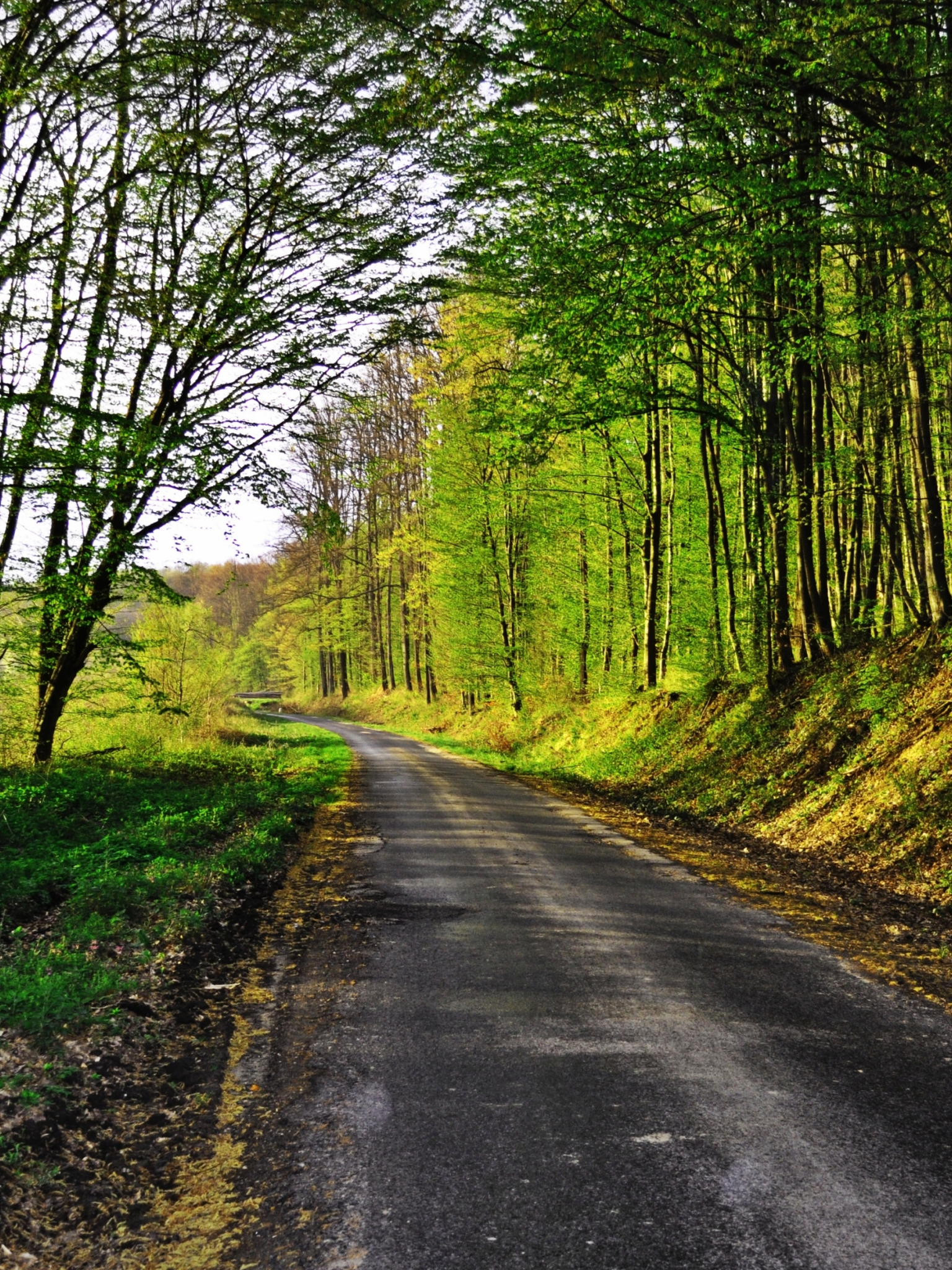 Free download Forest Road 4K HD Desktop Wallpaper for 4K Ultra HD TV Dual [3840x2400] for your Desktop, Mobile & Tablet. Explore Forest Road Wallpaper. Forest Road Wallpaper, Rain