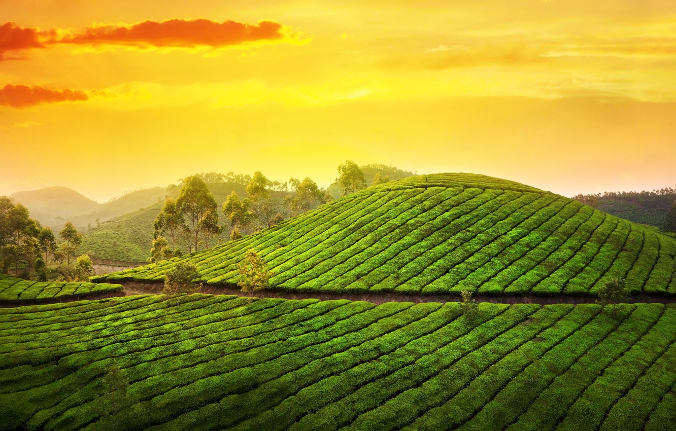 Wallpaper the sky, the sun, clouds, trees, landscape, nature, sunrise, hills, morning, India, Asia, plantation, tea, India, Kerala, Kerala image for desktop, section пейзажи