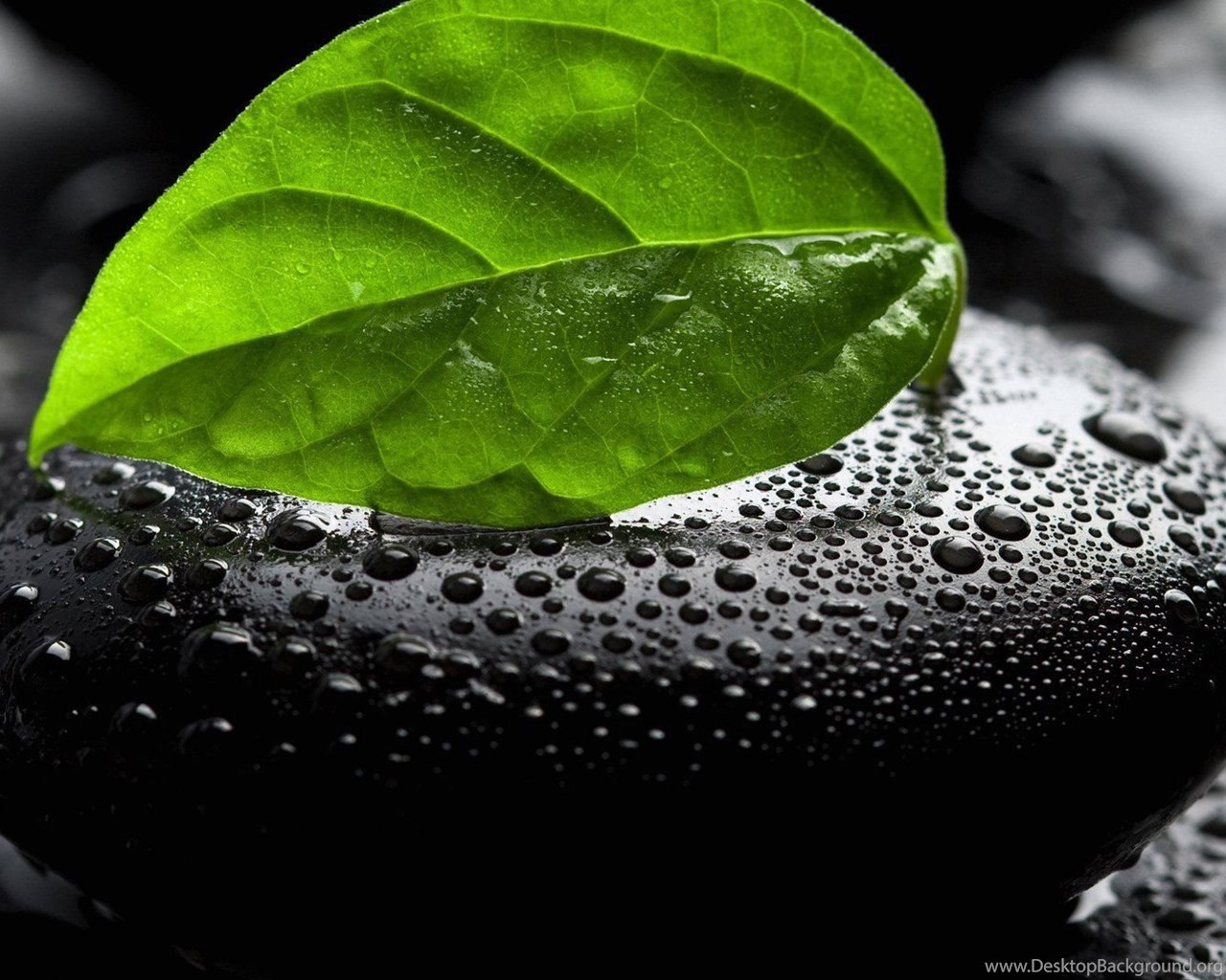 Wallpaper Leaf Green In A Black Stone 1920 X 1080 Full HD 1920 X. Desktop Background