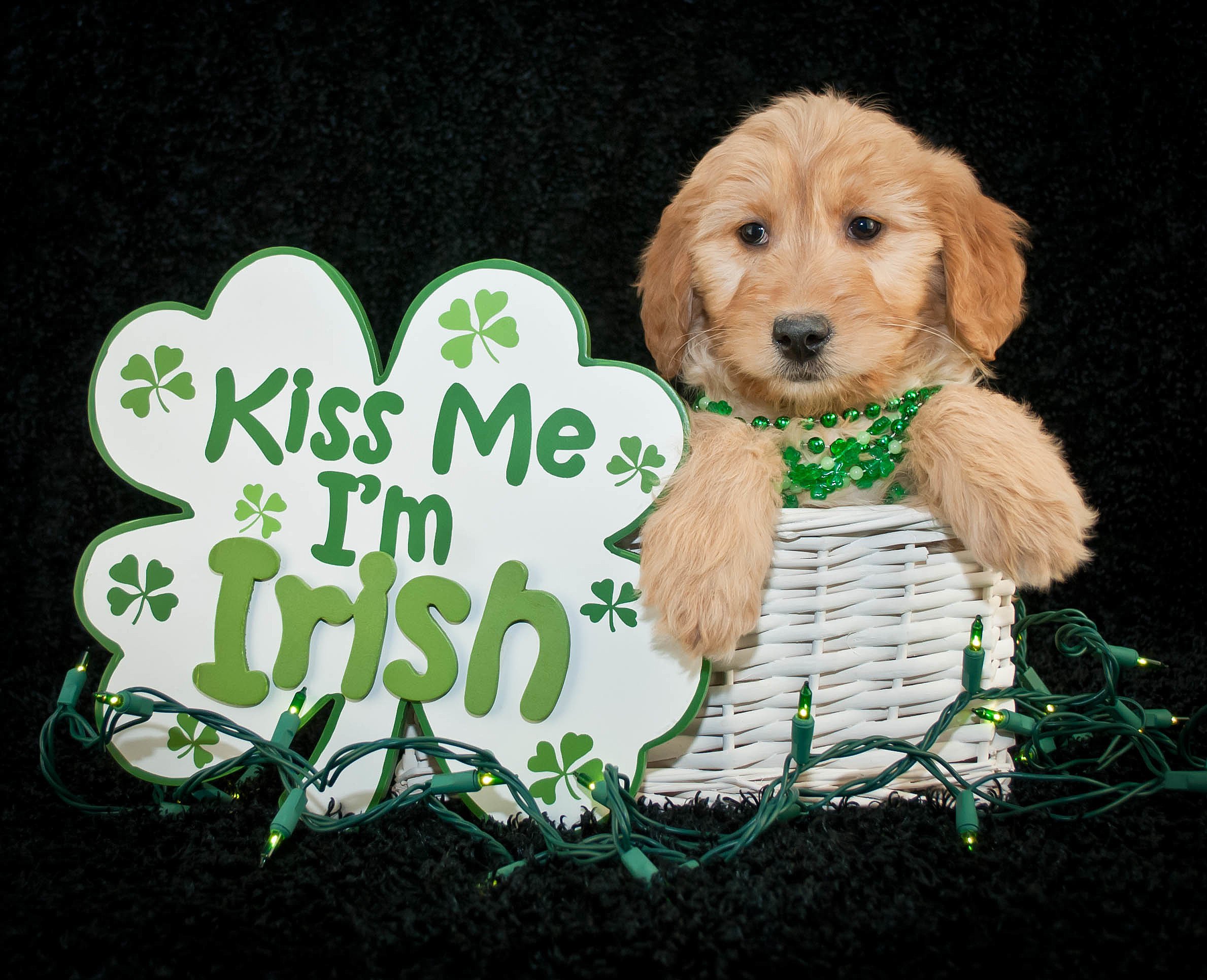 st patrick day dog