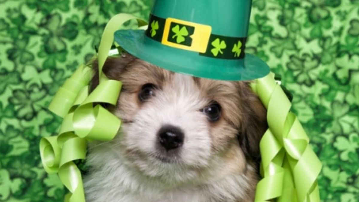 st patricks day pet pictures