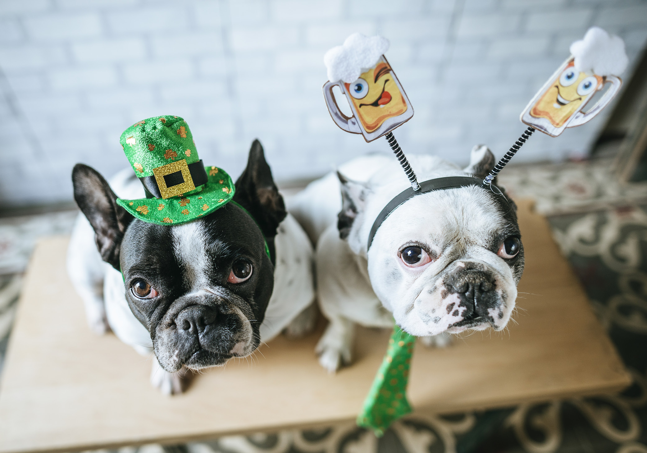 Animal St Patrick's Day Wallpapers - Wallpaper Cave