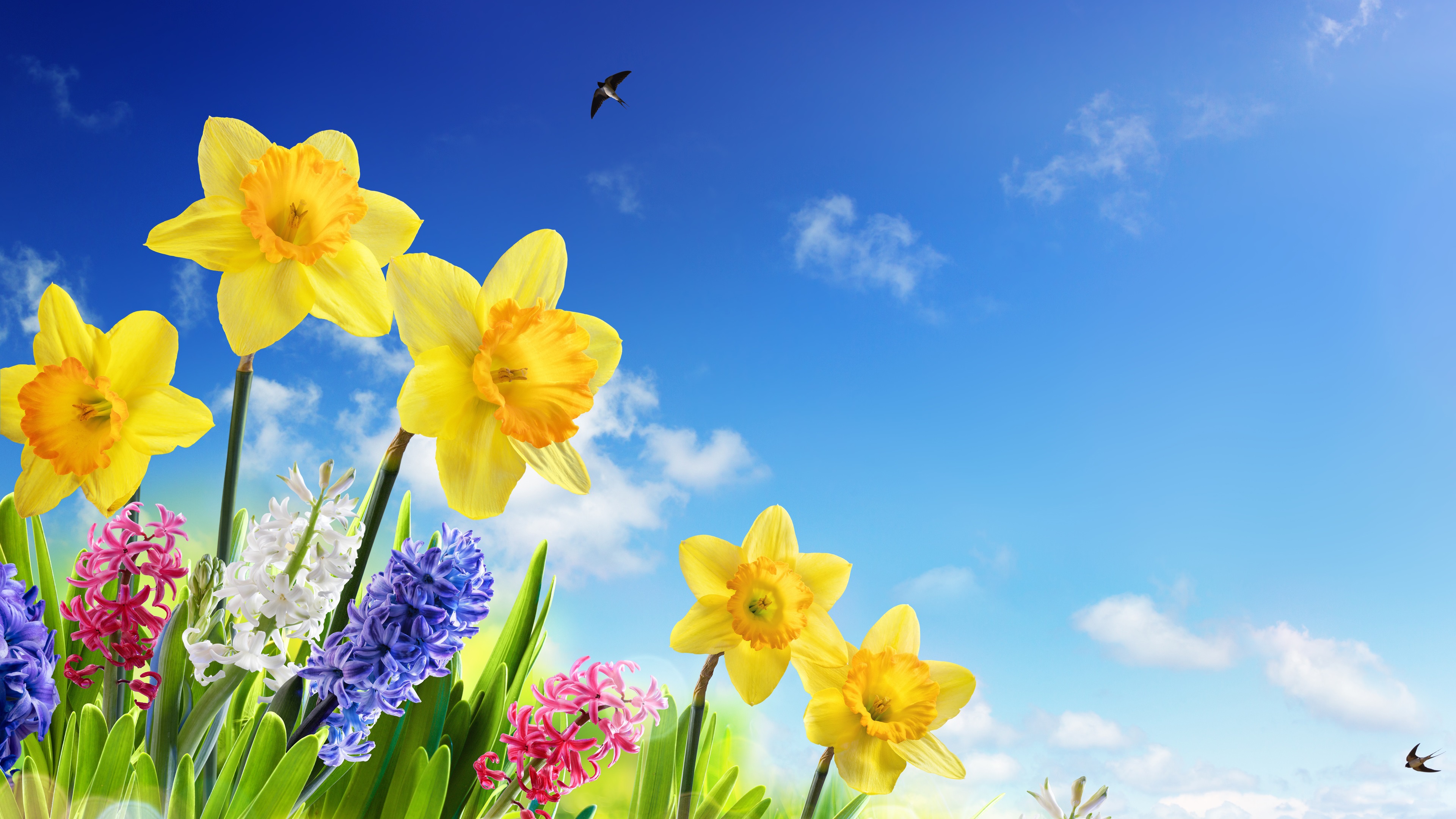 Wallpaper Yellow daffodils, hyacinth, colorful flowers, swallows, blue sky, spring 3840x2160 UHD 4K Picture, Image